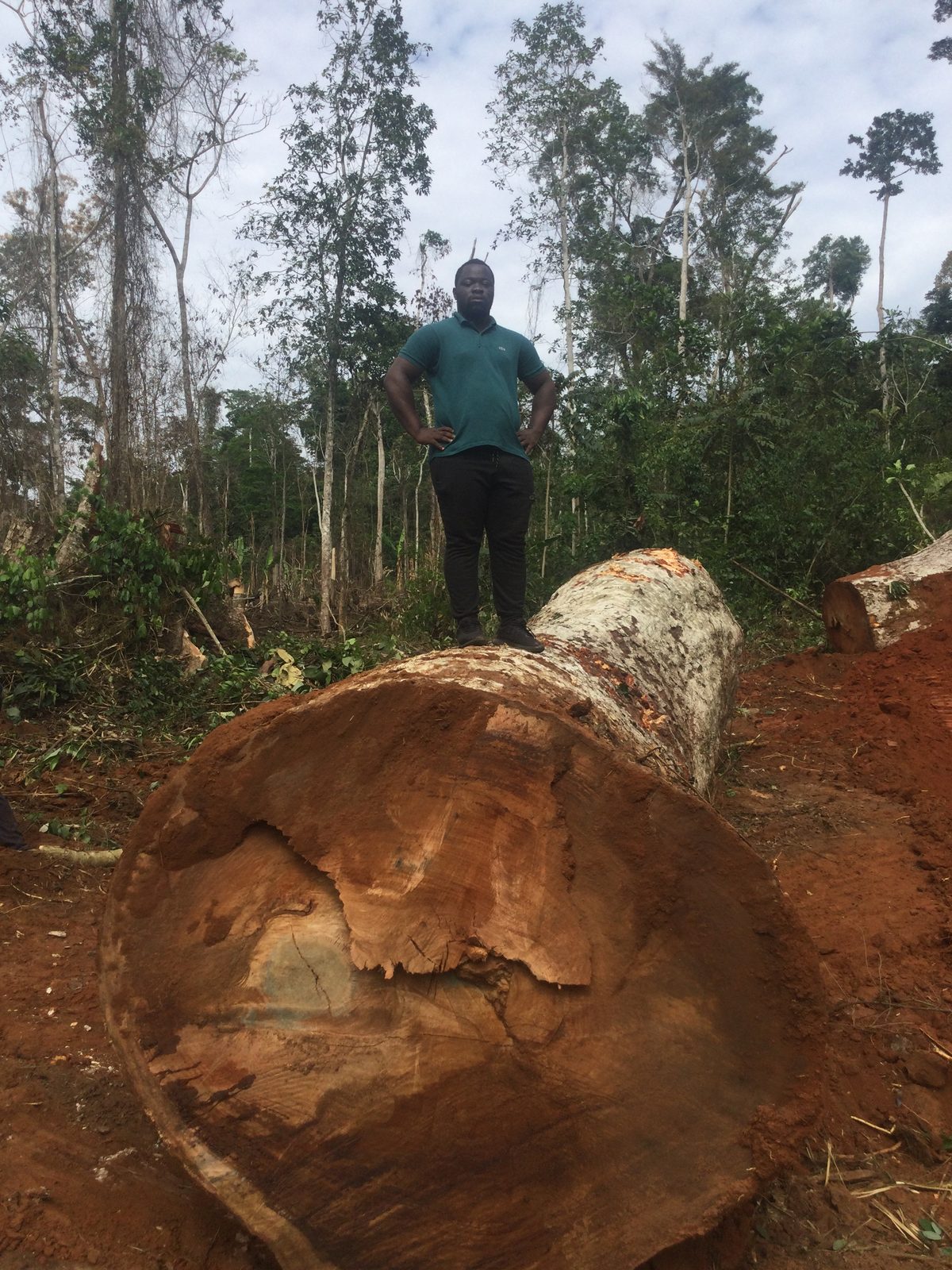 Exploitation forestière